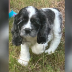 Woman says her 8-week-old puppy died after trainer allegedly neglected, starved it during boarding program