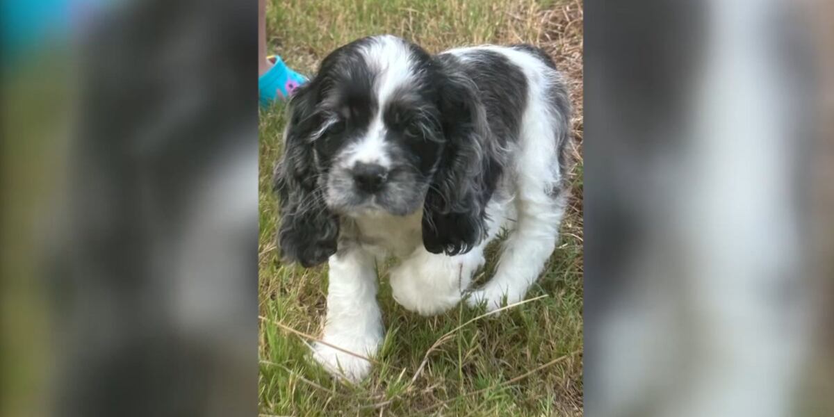 Woman says her 8-week-old puppy died after trainer allegedly neglected, starved it during boarding program