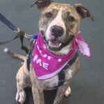 Cold Nose Companions in Chardon gives shelter dogs gift that lasts a lifetime: Ready Pet GO!