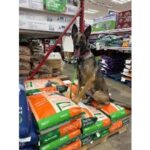 Sterling-Based Off Leash K9 Training Expands Dog Aggression