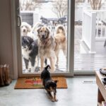 Is There a Hierarchy Among Dogs? Expert Explains