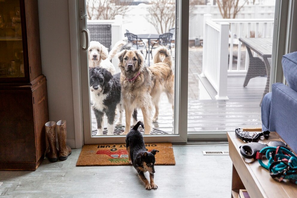 Is There a Hierarchy Among Dogs? Expert Explains