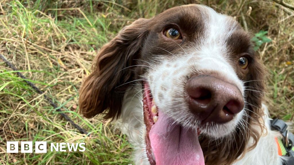 Volunteer hiders needed to help Cornwall Search Dogs training 9 Volunteer hiders needed to help Cornwall Search Dogs training