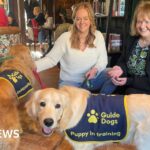 Yorkshire pubs help guide dog puppies socialise