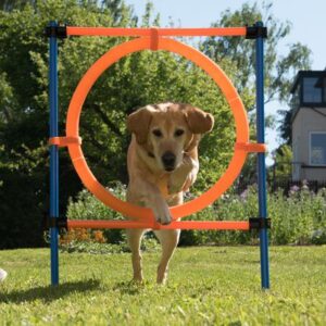 Fun & Sport Dog Agility Jumping Hoop | zooplus.co.uk