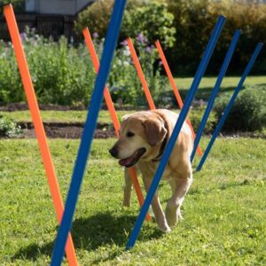 Fun & Sport Dog Agility Weave Poles | zooplus.co.uk