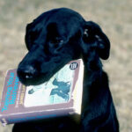 puppies, separation anxiety and other issues