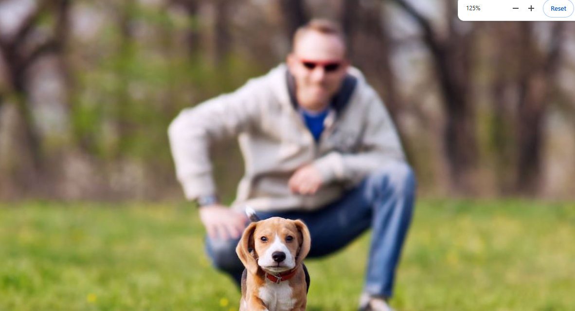 Beyond Breed: Why Responsible Dog Ownership is the Real Key to Safety