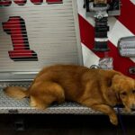 Maple the therapy dog joins Goshen Fire Department’s wellness efforts