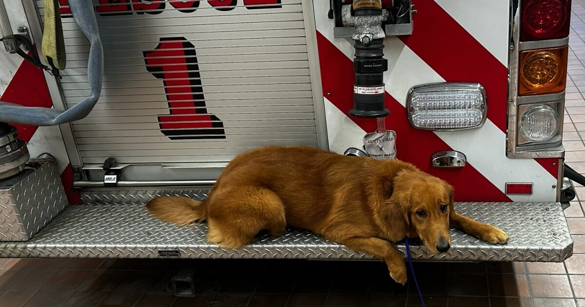 Maple the therapy dog joins Goshen Fire Department’s wellness efforts