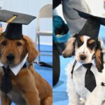 Brainerd nonprofit strengthens connection between owners, canines