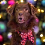 Dog trainer urges all pet owners to avoid 1 Christmas decoration in December