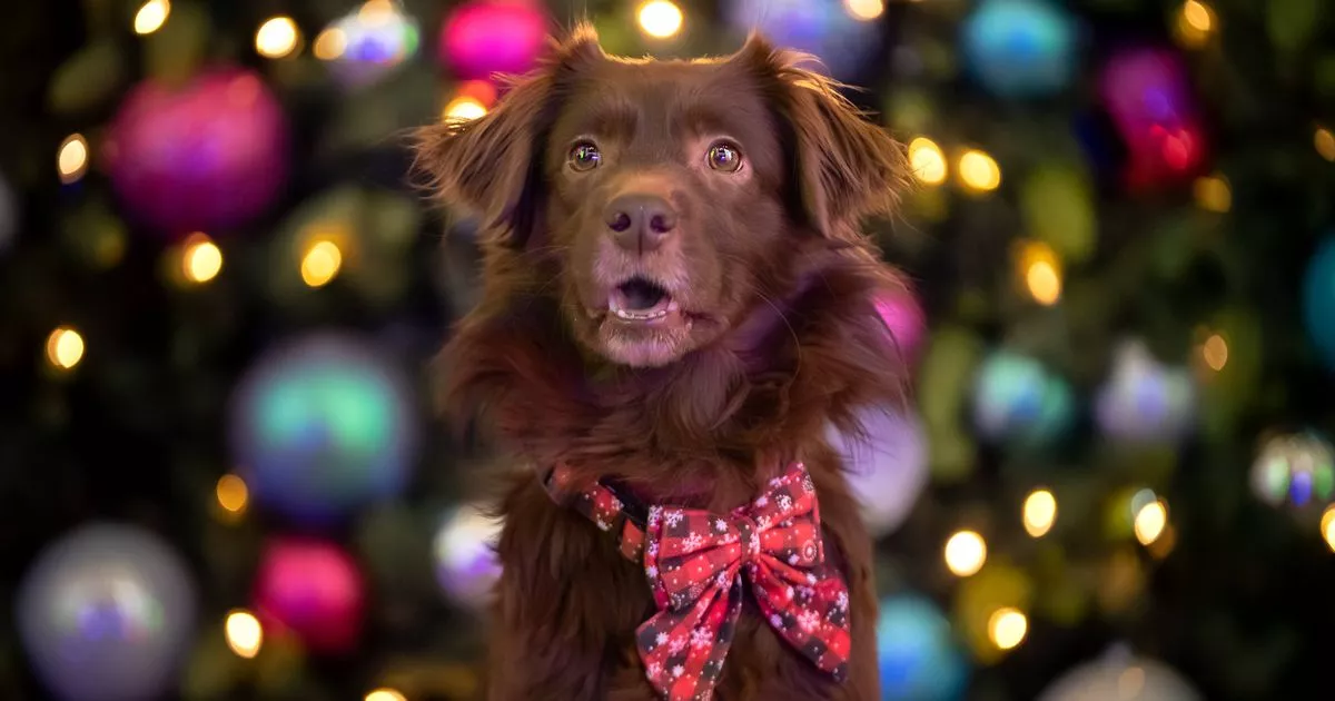 Dog trainer urges all pet owners to avoid 1 Christmas decoration in December