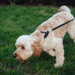 Dog expert explains how 20-minute activity is crucial for your pet’s stimulation
