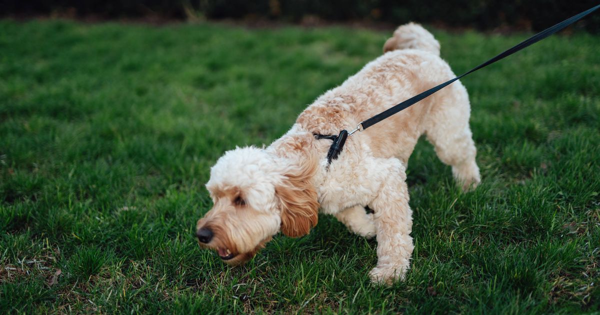 Dog expert explains how 20-minute activity is crucial for your pet's stimulation