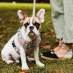 Dog trainer lists 5 dog breeds that ‘aren’t what they seem’