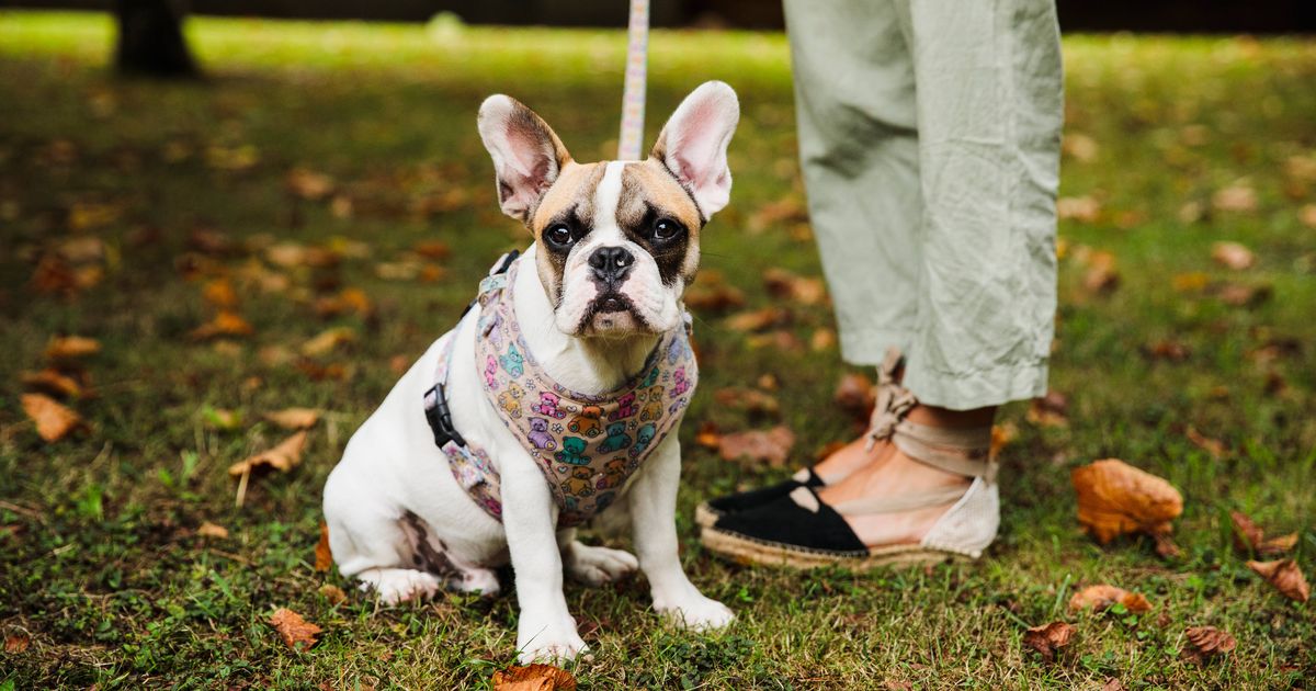 Dog trainer lists 5 dog breeds that 'aren't what they seem' 2 Dog trainer lists 5 dog breeds that 'aren't what they seem'