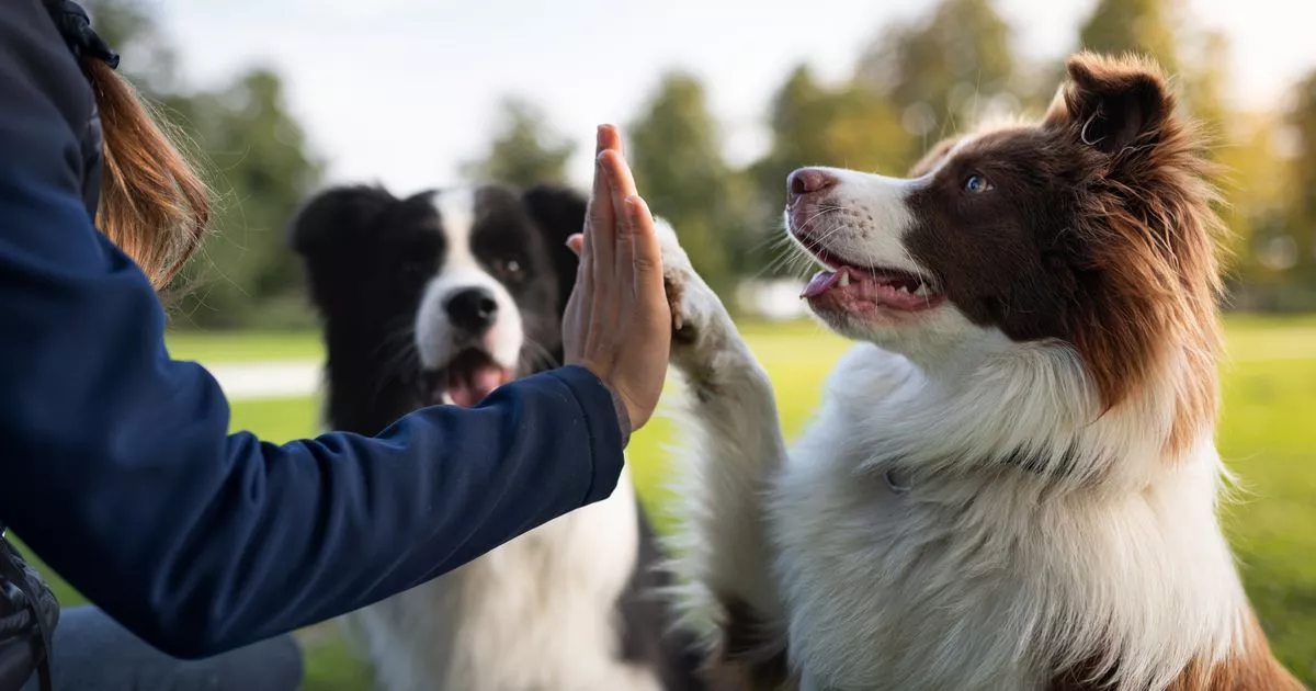 'I'm a professional dog trainer and these 5 breeds are more likely to bite' 2 'I'm a professional dog trainer and these 5 breeds are more likely to bite'