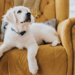 1 thing dog owners should ‘never say’ to their puppy as it makes them ‘helpless’