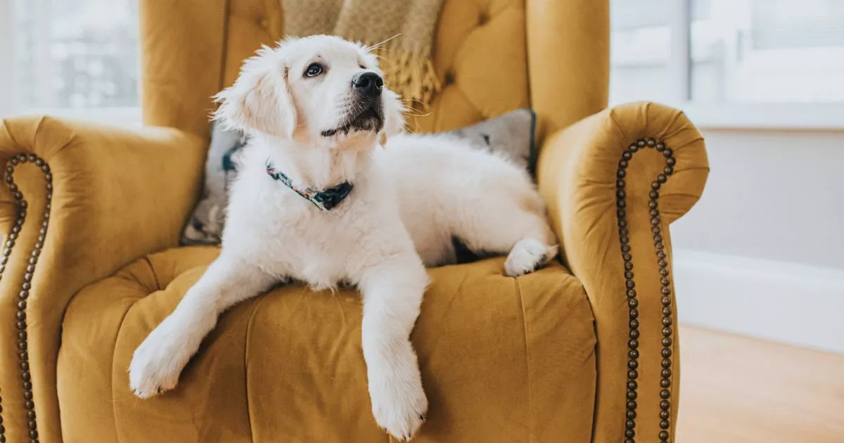 1 thing dog owners should 'never say' to their puppy as it makes them 'helpless' 2 1 thing dog owners should 'never say' to their puppy as it makes them 'helpless'