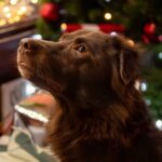 All dog owners urged to remove 1 Christmas decoration from homes now