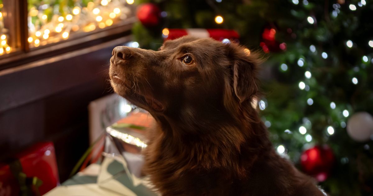 All dog owners urged to remove 1 Christmas decoration from homes now 2 All dog owners urged to remove 1 Christmas decoration from homes now