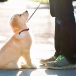 Dog trainer urges owners to think twice before teaching puppies to ‘sit’