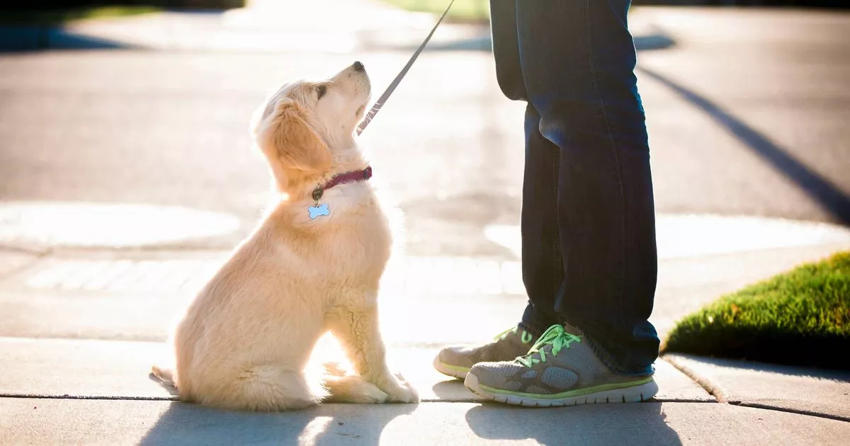 Dog trainer urges owners to think twice before teaching puppies to 'sit' 2 Dog trainer urges owners to think twice before teaching puppies to 'sit'