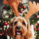 Irish dog owners told take down Christmas decoration immediately