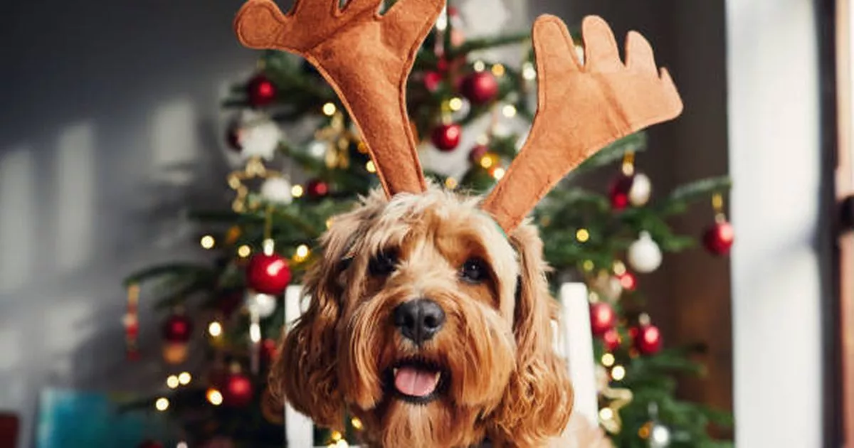 Irish dog owners told take down Christmas decoration immediately
