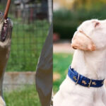 The Truth About Pet Dog Bites in India And It’s Not What You Think | Relationships