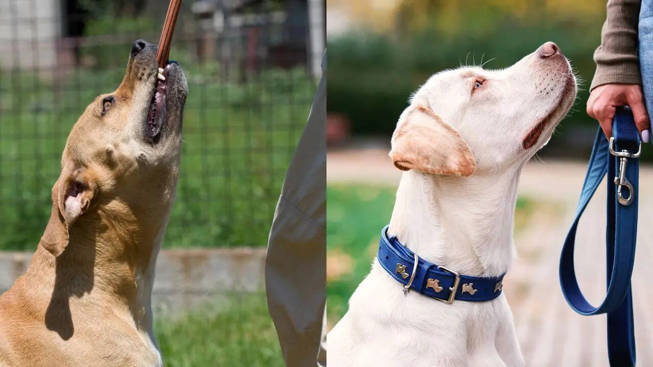 The Truth About Pet Dog Bites in India And It’s Not What You Think | Relationships