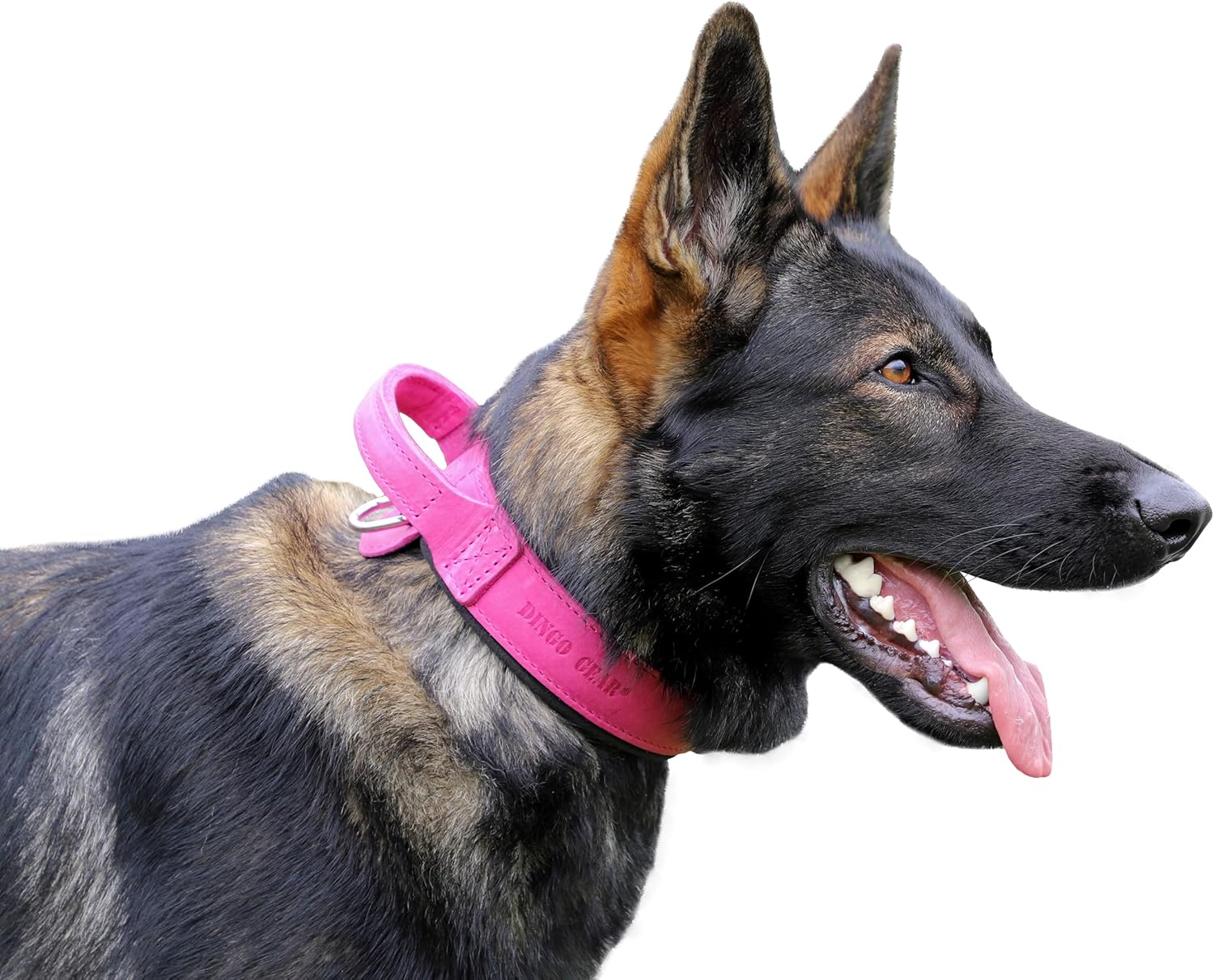 DINGO GEAR Drago Leather Dog Collar, Amortized...
