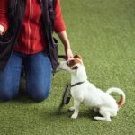 Dog lovers are just finding out the 5 breeds that are ‘more likely to bite’