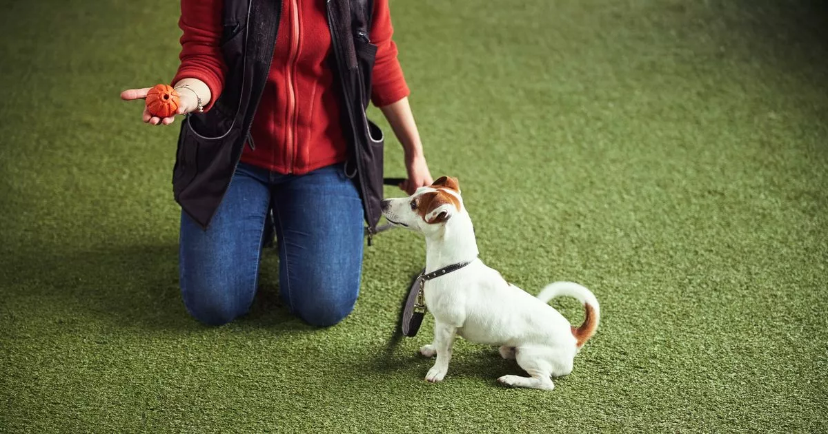 Dog lovers are just finding out the 5 breeds that are 'more likely to bite' 2 Dog lovers are just finding out the 5 breeds that are 'more likely to bite'