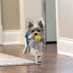 Do Dogs Have a ‘Witching Hour’? · Kinship