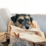 Why Your Dog Is Obsessed With Ripping Paper · Kinship