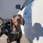 Meet Adele, the UK-funded dog trained to sniff out smuggled boats