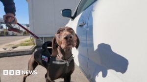 Meet Adele, the UK-funded dog trained to sniff out smuggled boats