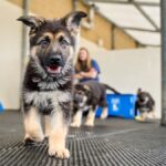 Is a dog’s personality in its genes? These pups may hold the answer