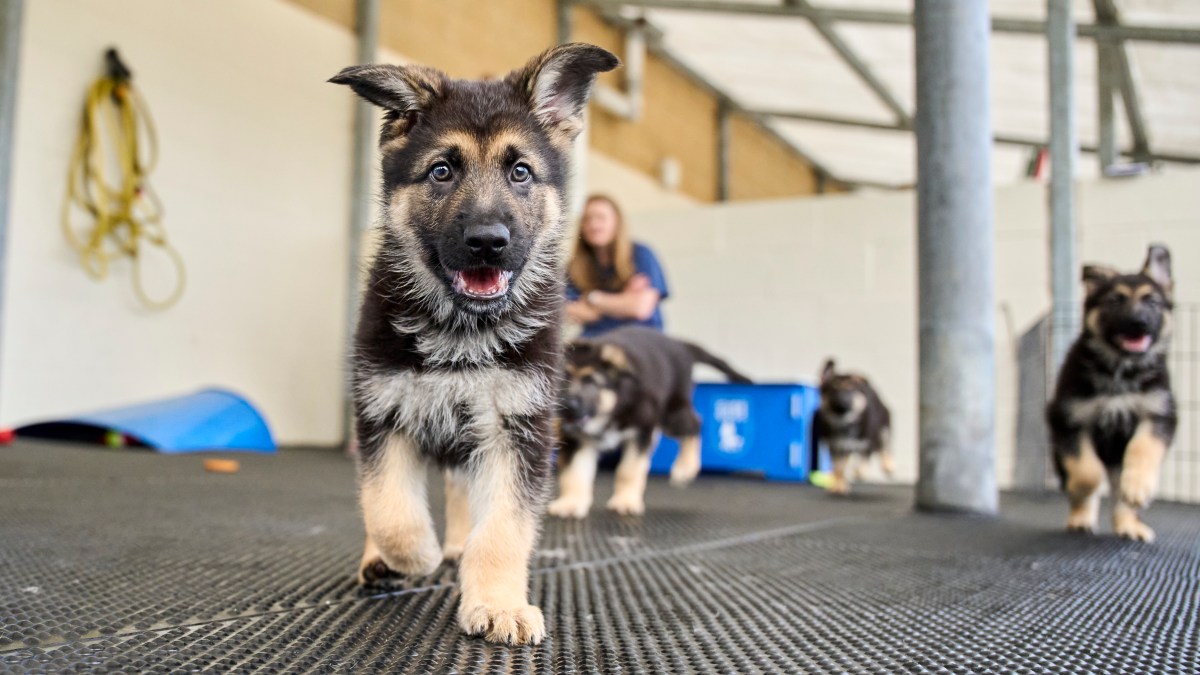 Is a dog’s personality in its genes? These pups may hold the answer 5 Is a dog’s personality in its genes? These pups may hold the answer