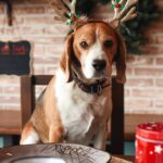 Dog trainer shares fatal festive foods to dogs – and it’s not just chocolate