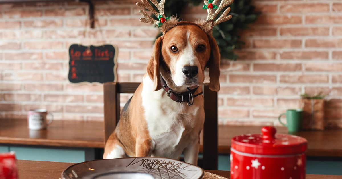 Dog trainer shares fatal festive foods to dogs - and it's not just chocolate