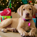 Thinking of Getting a Puppy This Christmas? What You Need to Know – News Hub