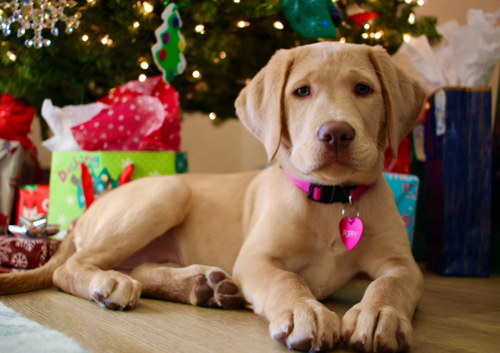 Thinking of Getting a Puppy This Christmas? What You Need to Know – News Hub 3 Thinking of Getting a Puppy This Christmas? What You Need to Know – News Hub