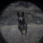 Türkiye’s cadaver dog Melo supports police operations nationwide