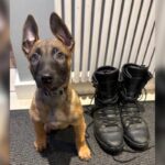 Meet the puppy who is training to become police dog in West Yorkshire