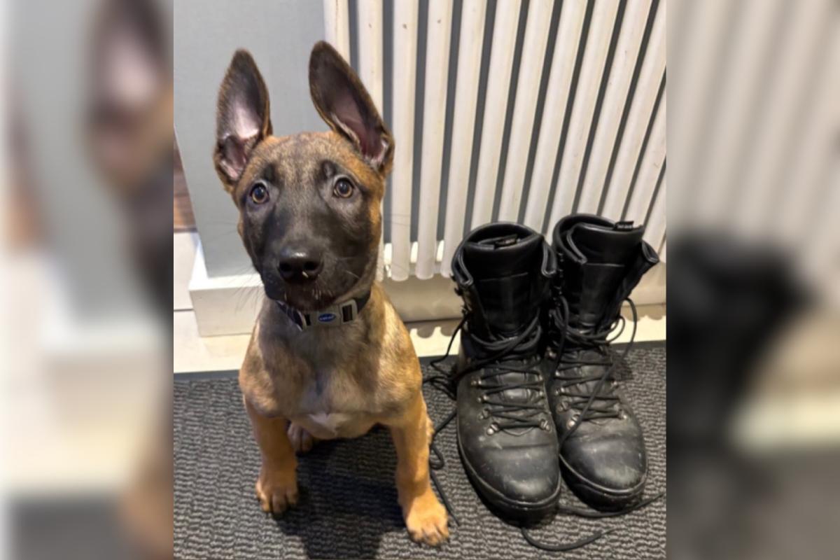 Meet the puppy who is training to become police dog in West Yorkshire 1 Meet the puppy who is training to become police dog in West Yorkshire