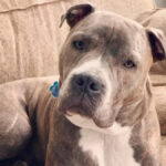 This Dog Made The Ultimate Good Boy Move Before His Fire Rescue (And The Video Is Precious)