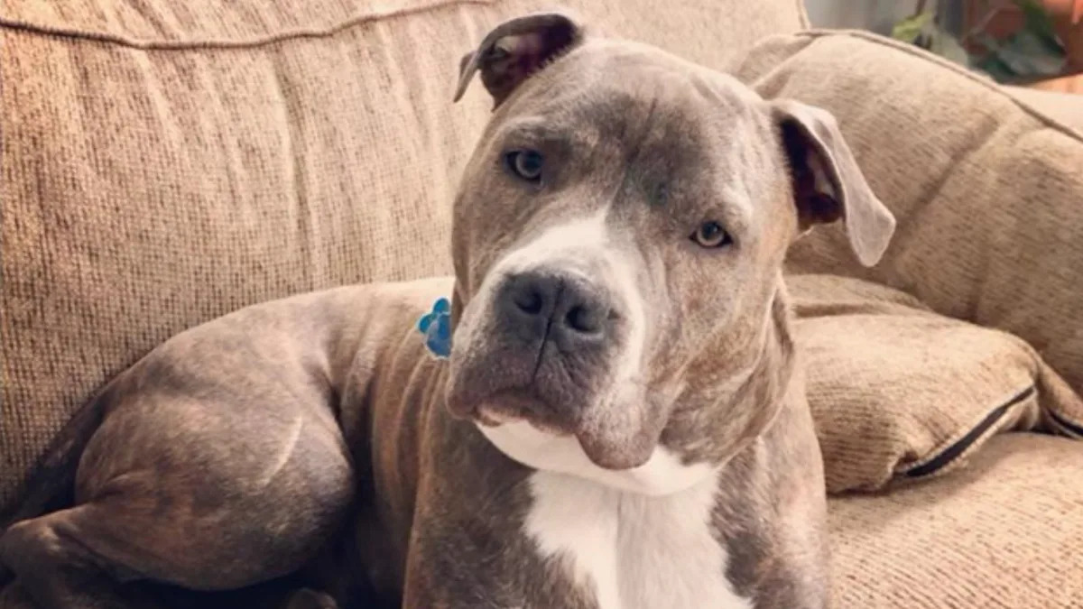 This Dog Made The Ultimate Good Boy Move Before His Fire Rescue (And The Video Is Precious)